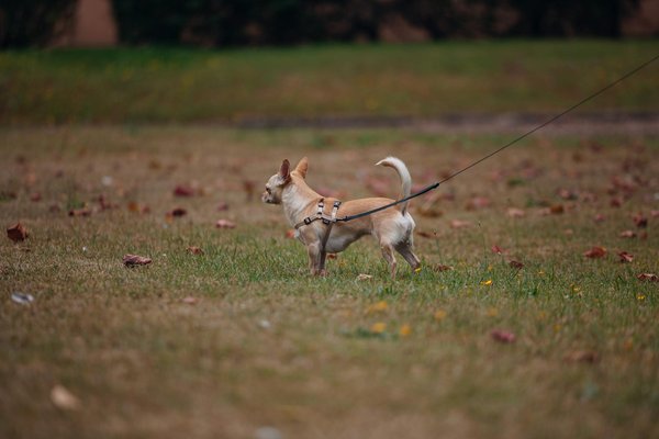 Welche Hunderasse passt am besten zu meiner Familie?
