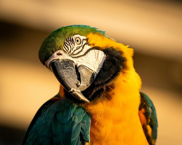 Welche Bedeutung haben die verschiedenen Katzenger√§usche?